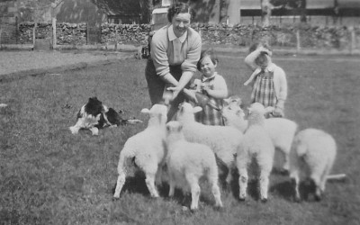 Sheep at Mossyard Farm